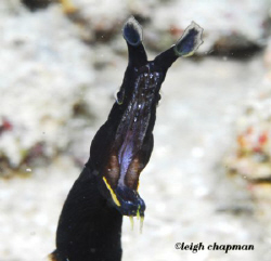 Male ribbon eel. Kapalai, Borneo. Nikon D200 by Leigh Chapman 